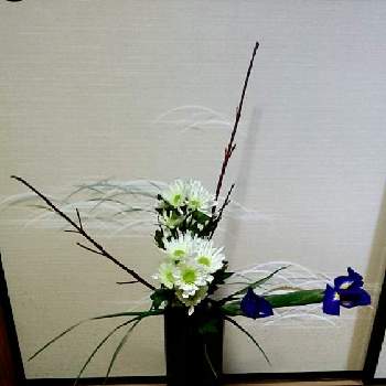 サンゴミズキの投稿画像一覧 Greensnap グリーンスナップ