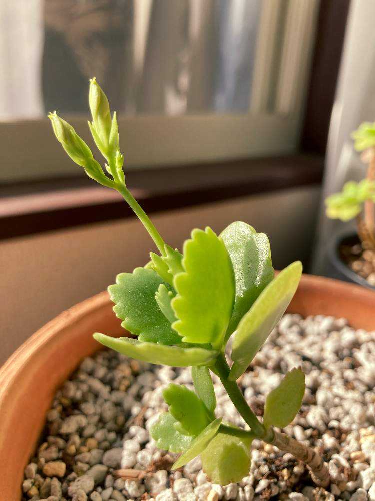 カランコエの花が咲くまで Greensnap グリーンスナップ