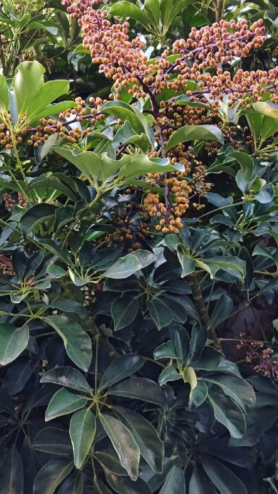 カポックの投稿画像 By Natsumenobabaさん カポックの実とシェフレラ ホンコンカポック と花散歩と緑は癒し 21月2月1日 Greensnap グリーンスナップ