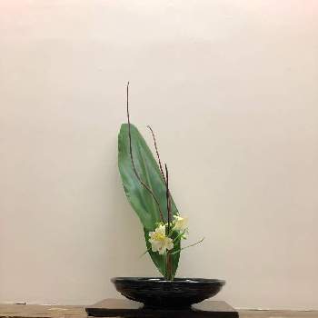 サンゴミズキ✨の画像 by sasukemama（T・Henty）さん | 部屋とフレッシュフラワーアレンジメントと生け花のある暮らしと緑のある暮らしと葉蘭…と花のある暮らしとサンゴミズキ✨とアルストロメリア～とアレンジメントと生け花