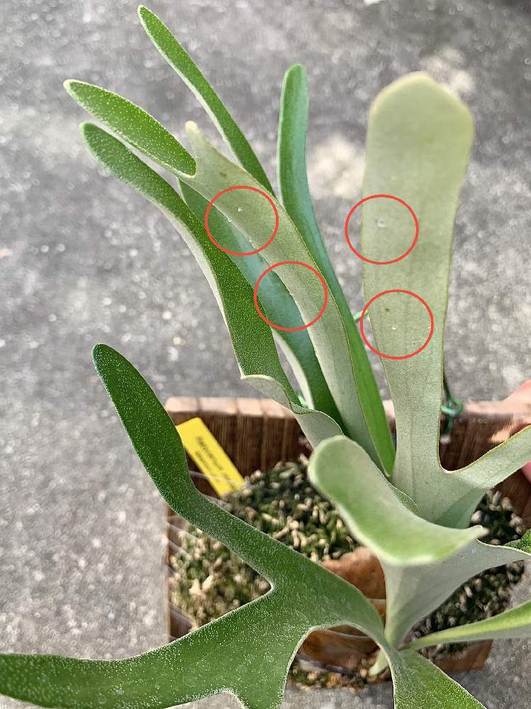 P Madaricaの投稿画像 By 南波先生さん 着生植物と コウモリラン と観葉植物と ビカクシダとgs映えとno Green No Lifeとおうち園芸と植中毒とbotanical Lifeと成長記録とシダ植物と太陽が恋しいとgs沖縄支部とバルコニー ベランダと着生植物と コウモリラン と観葉植物と