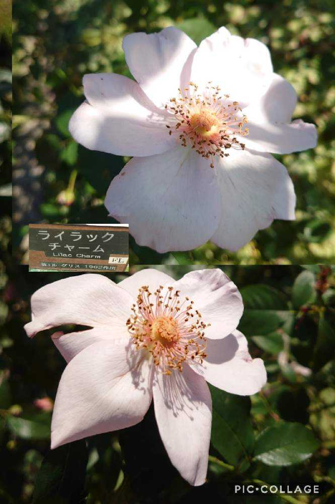 秋薔薇 大船フラワーセンター｜🍀GreenSnap（グリーンスナップ）