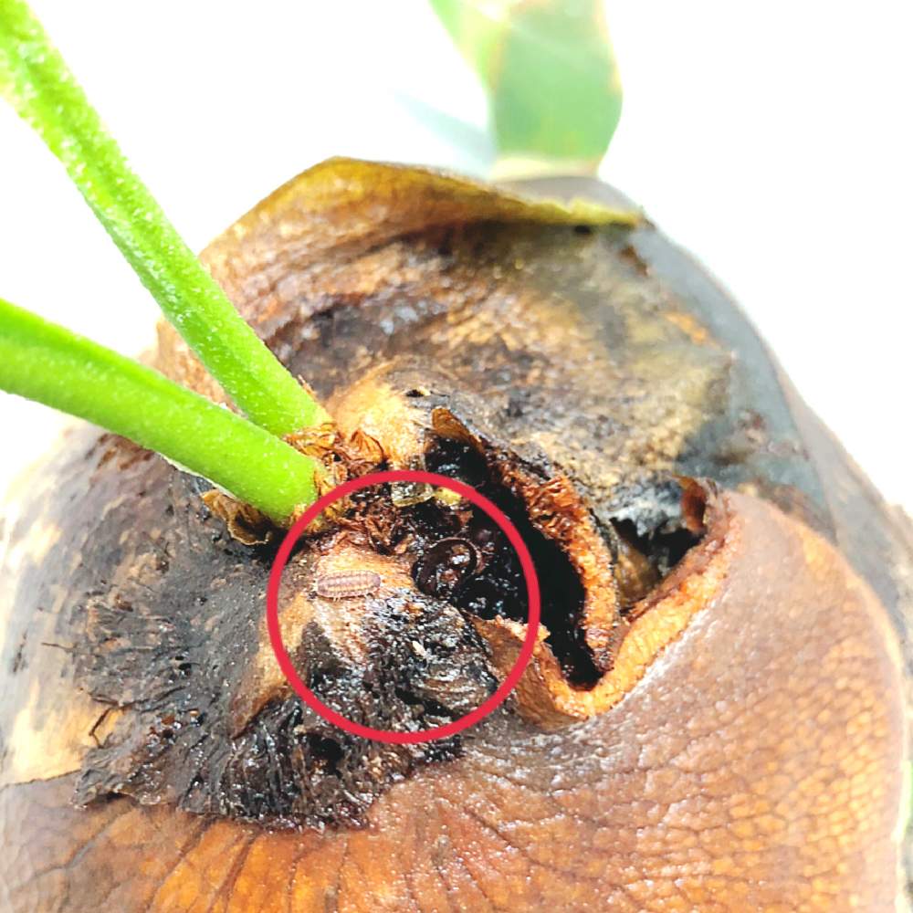 Platycerium Hilliiの投稿画像 By Mk Papaさん 部屋と コウモリラン と ビカクシダとおうち園芸と植中毒とシダ植物と葉脈フェチとシダ愛好会とビカクシダ普及委員会とビザールプランツと コウモリラン と ビカクシダとおうち園芸と植中毒とシダ植物と葉脈フェチとシダ