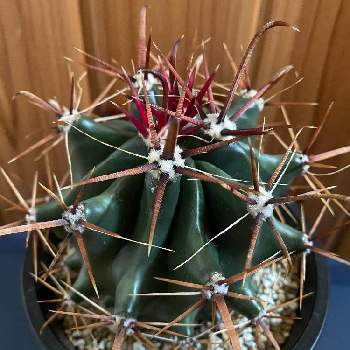 フェロカクタスの投稿画像一覧 Greensnap グリーンスナップ