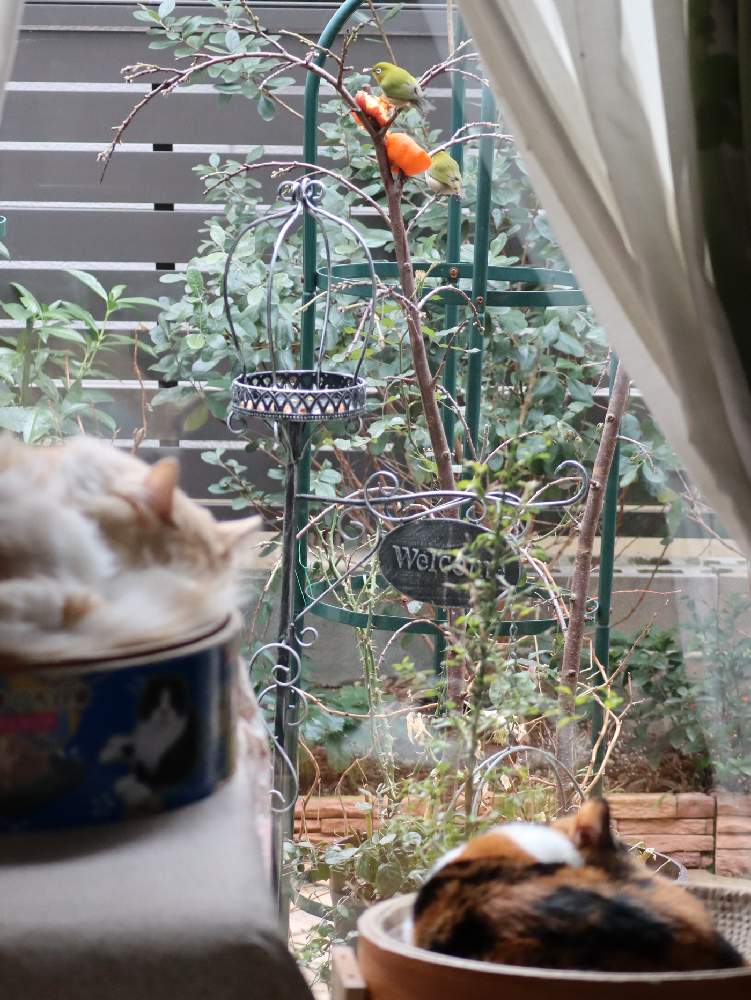 実なりクチナシ の投稿画像 By こでまりさん 花桃 とフェイジョア と鳥 21月2月1日 Greensnap グリーンスナップ