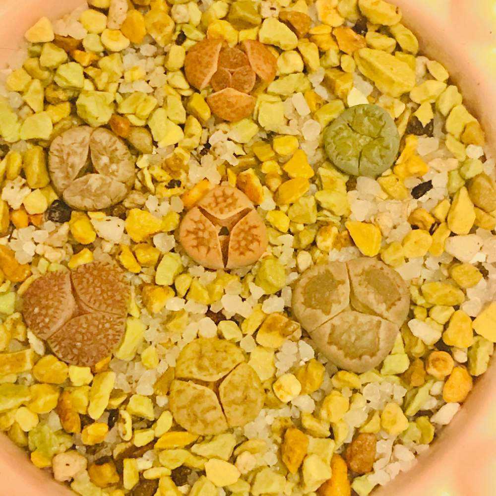 リトープス　三面　モンスター　抜き苗 Amazon.co.jp: レア 多肉植物 リトープス 三面体 おばけ 6点