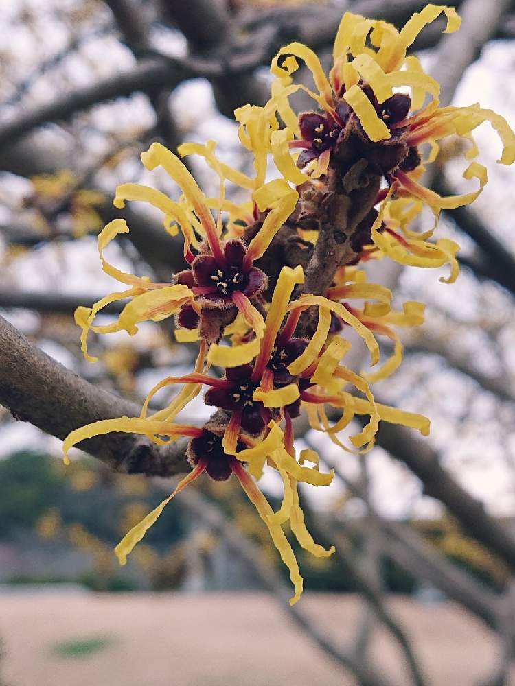 シナマンサクの投稿画像 By A Leafさん 冬に咲く花とご近所散歩とマンサク科 21月2月1日 Greensnap グリーンスナップ