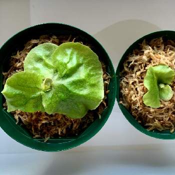 クリプトモスの投稿画像一覧 Greensnap グリーンスナップ