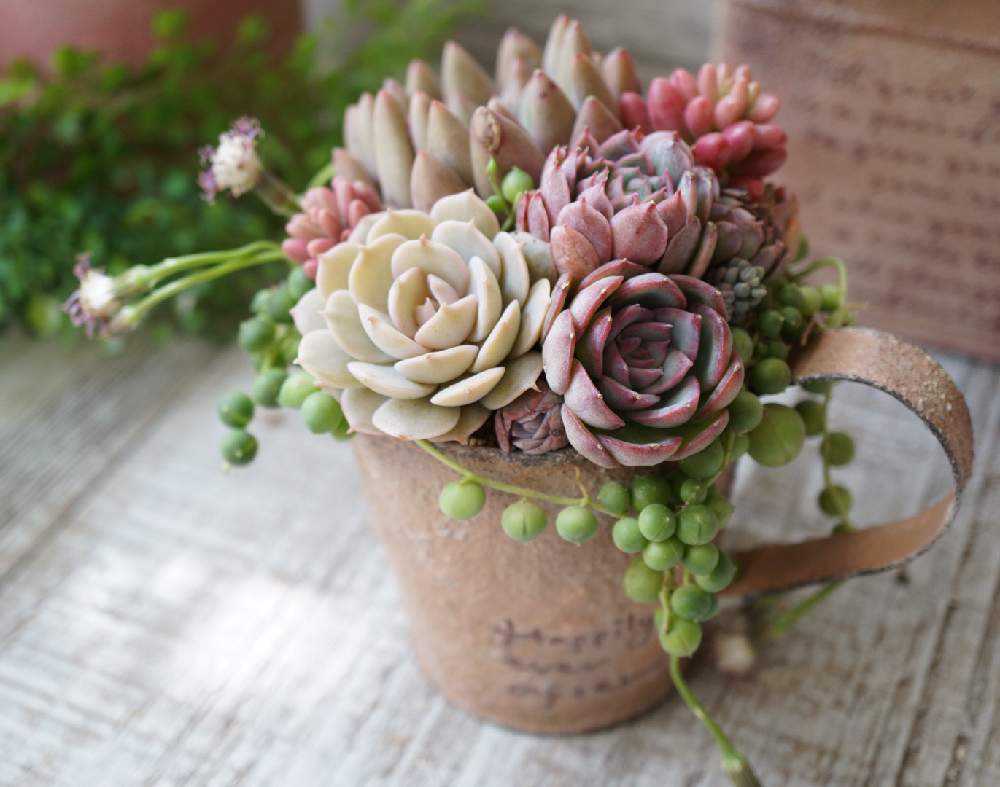 多肉植物の投稿画像 By Mayuno I V ｇarden さん ボタニカルライフとリメ缶とグリーンのある暮らしとイベントと多肉ちゃんとお誘いと 多肉植物寄せ植えとおうち園芸と多肉女子とタニラーと韓国苗とガーデニングと花のある暮らしとリメイク缶と多肉寄せ植え 21月2月1