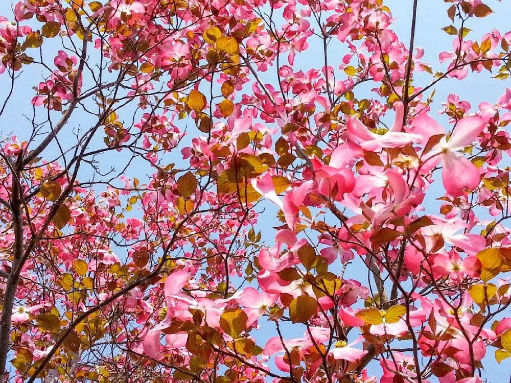 ハナミズキの投稿画像 By シロネコさん 花のある風景と樹木と今日のお花と庭木と花のある暮らし 21月2月1日 Greensnap グリーンスナップ