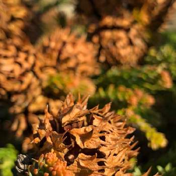 杉ぼっくりの投稿画像一覧 Greensnap グリーンスナップ