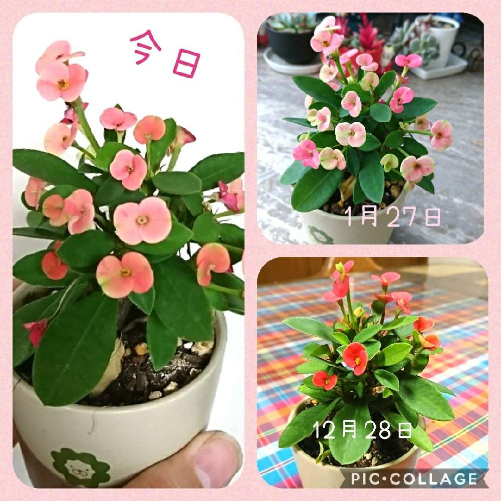 ユーホルビア パラスアテネの投稿画像 By パパさん 観葉植物と福岡と成長と癒される とハナキリン 花麒麟 と観葉植物と福岡と成長と癒される とハナキリン 花麒麟 21月2月1日 Greensnap グリーンスナップ Greensnap グリーンスナップ