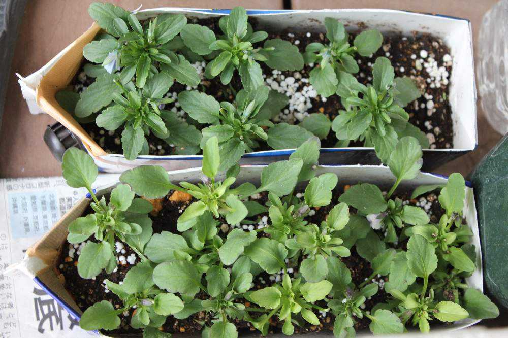 ビオラの切り戻しと 挿し芽 Sdgs Greensnap グリーンスナップ ビオラの切り戻しと 挿し芽 Sdgs Greensnap グリーンスナップ