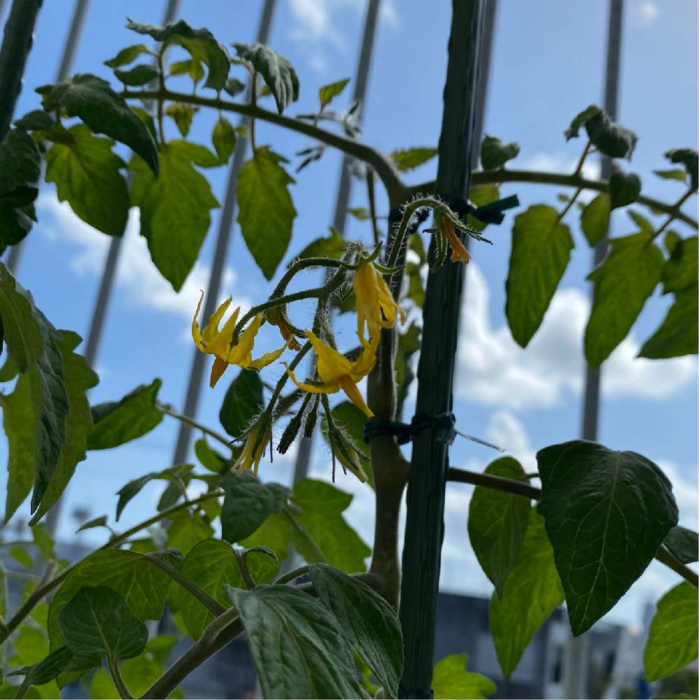 12月からのミニトマト 石垣島 Greensnap グリーンスナップ