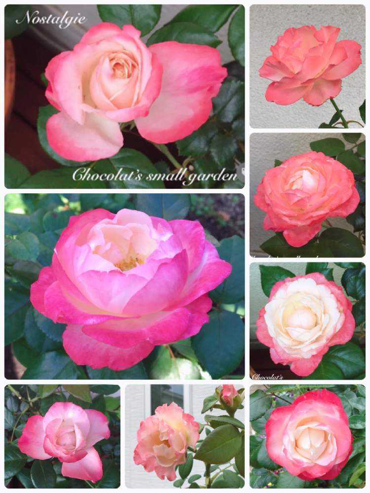 Chocolat S Small Gardenのバラ 図鑑 オレンジ編 Greensnap グリーンスナップ