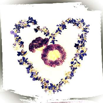 プレミアム バラ咲きジュリアン イチゴのミルフィーユの画像 by めぐさん | インテリアとプレミアム バラ咲きジュリアン イチゴのミルフィーユと匂すみれと押し花