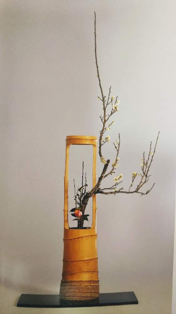 紅椿の投稿画像 By Eryさん 梅 白梅 と私の生花と私の生花 21月2月2日 Greensnap グリーンスナップ Greensnap グリーンスナップ