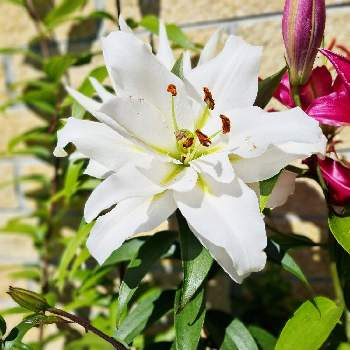 百合の花の投稿画像一覧 Greensnap グリーンスナップ 百合の花の投稿画像一覧 Greensnap グリーンスナップ