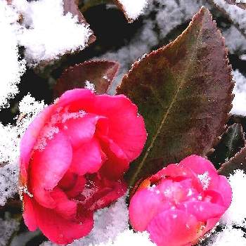 ふぐすま 福島 の方言の投稿画像一覧 Greensnap グリーンスナップ