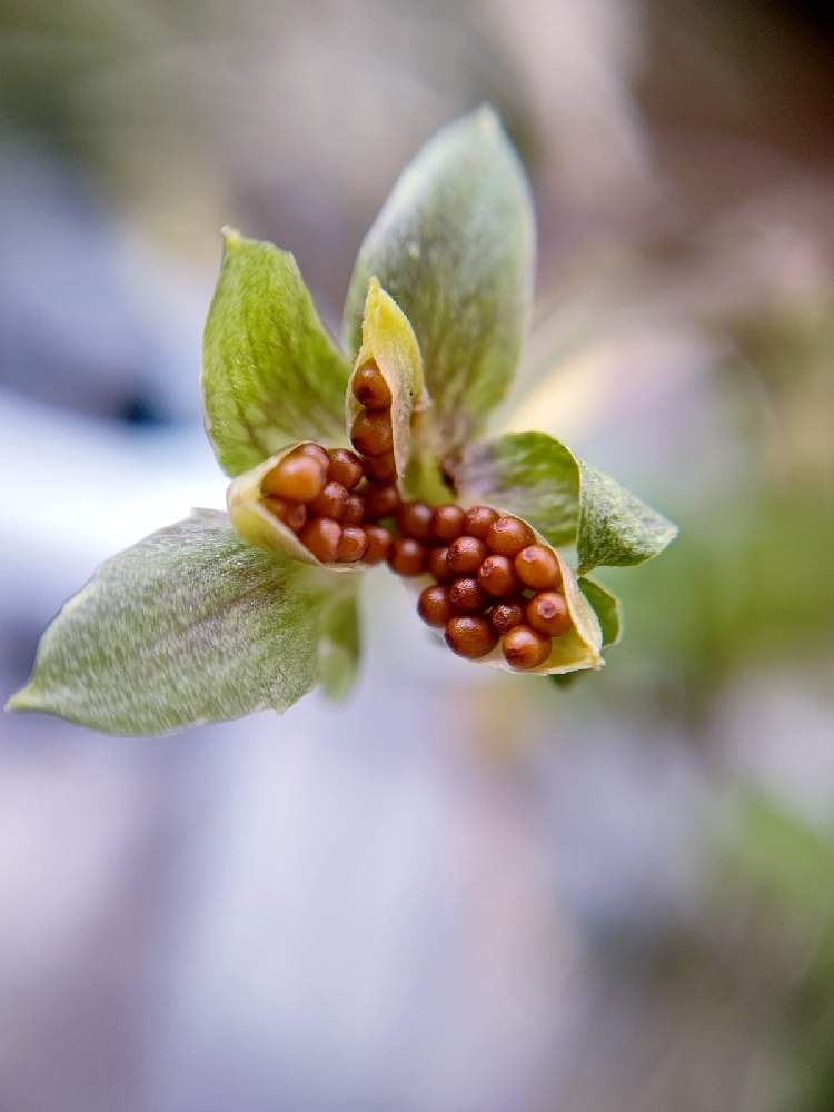 ビオラ パンジーの投稿画像 By Taya S Lab さん ビオラの種とマクロレンズ撮影と収穫と種ができたと大好きビオラと たやﾋﾞｵｰﾚ濃 21月2月2日 Greensnap グリーンスナップ