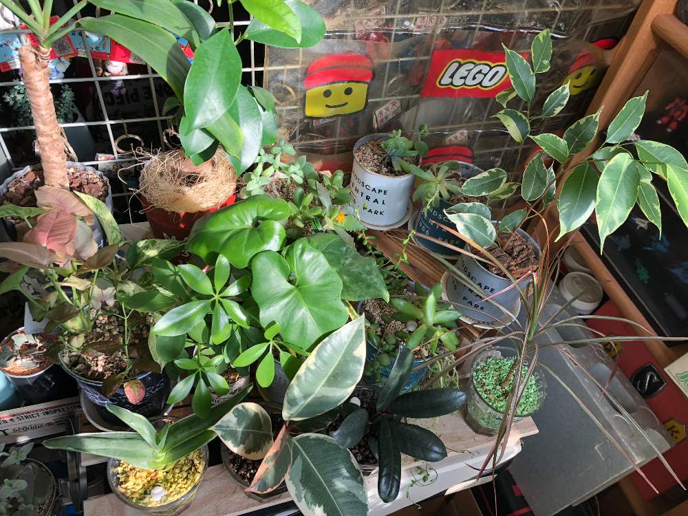 シンゴニウムの投稿画像 By はむしょうさん ガジュマルとカポックとストリアータとコーヒーの木とドラセナ コンシンネとフィカスとシンゴニウム ネオンとコルジリネ ストリクタ と斑入りゴムの木と多肉植物と観葉植物と真冬日と観葉植物の寄せ植えと多肉植物寄せ植えと