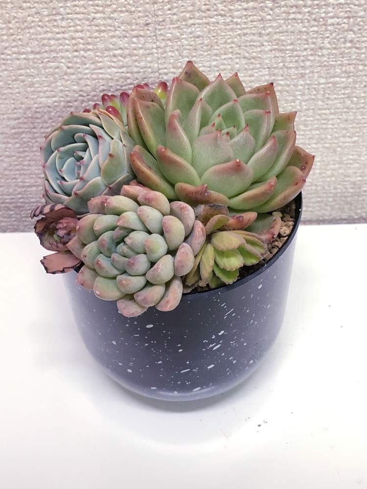 乙女心の投稿画像 By Hrkさん 七福神とミモザとエンジェルフィンガー ヒューミリスと多肉植物と多肉寄せ植え 21月2月2日 Greensnap グリーンスナップ