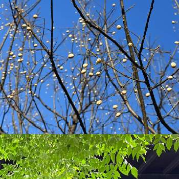 白い実の投稿画像一覧 Greensnap グリーンスナップ