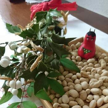 節分飾りの投稿画像一覧 Greensnap グリーンスナップ 節分飾りの投稿画像一覧 Greensnap グリーンスナップ