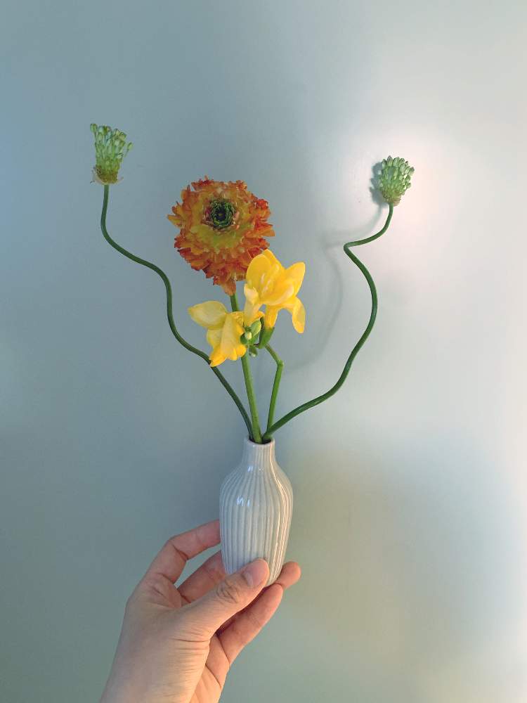 アリウム 丹頂の投稿画像 By Nyamiさん 花のある暮らしとお気に入りの器や花瓶と植物 21月2月2日 Greensnap グリーンスナップ