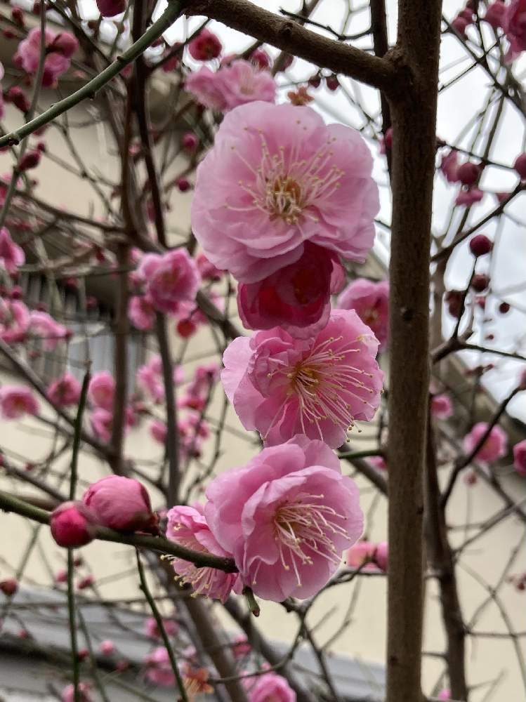 ウメの投稿画像 By Manabeさん うめと 梅の花とお友達の家のお庭とサクラ属とピンクの梅の花とバラ科と花のある暮らしとバラ科サクラ属 21 月2月2日 Greensnap グリーンスナップ