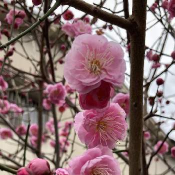 ピンクの梅の花の投稿画像一覧 Greensnap グリーンスナップ ピンクの梅の花の投稿画像一覧 Greensnap グリーンスナップ