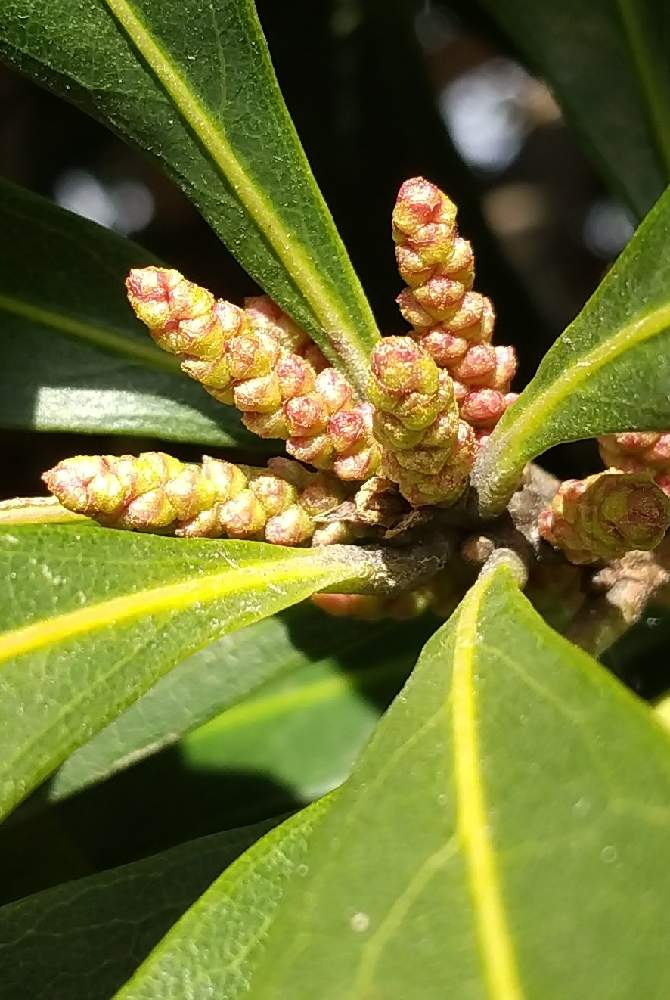 ヤマモモの投稿画像 By 道標さん 花芽と球場の街路樹と山野草と陽に照らされてと陽当たりの良い場所と春を待つと開けた場所とお散歩 21月2月2日 Greensnap グリーンスナップ