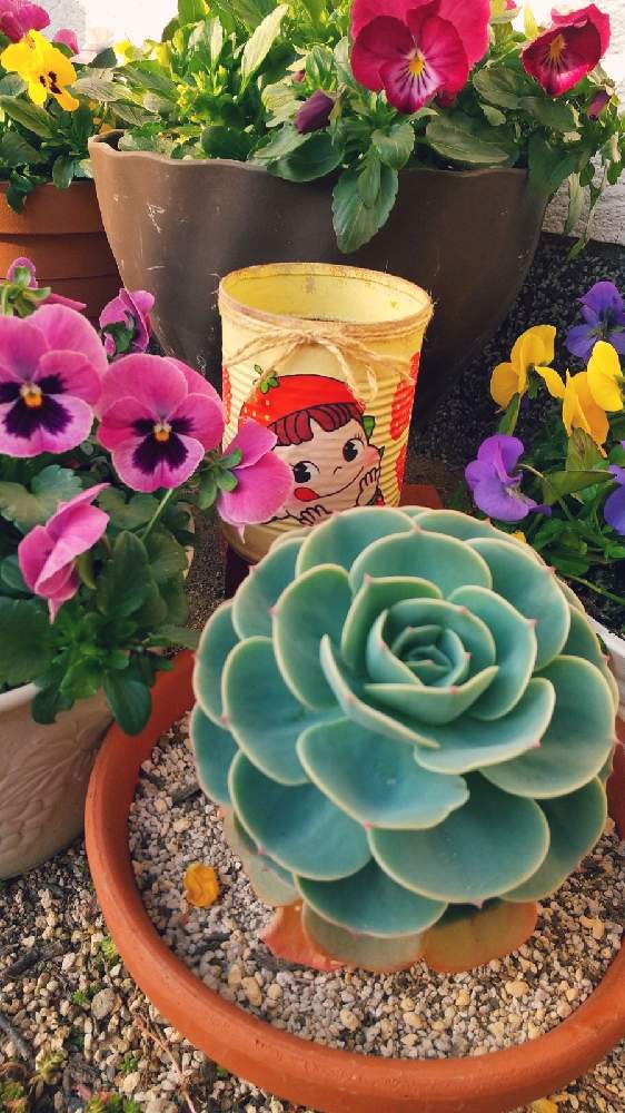 小さな庭の画像 by PIROさん | 小さな庭とペコちゃん祭りと富山支部とさくら餅子さんの素敵便とバラと夢CLUBとかわいいな♡とたにおたくらぶ