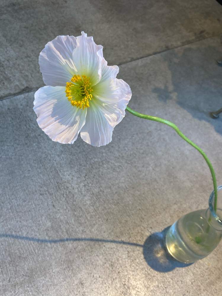 ポピーの投稿画像 By アトリエkさん 花材とatelierkとアトリエケイと淀屋橋花屋と北浜花屋とアトリエkとお花屋さんと切り花 21月2月2日 Greensnap グリーンスナップ ポピーの投稿画像 By アトリエkさん 花材とatelierkとアトリエケイと淀屋橋花屋と北浜花屋とアトリエkとお花屋さんと切り花 21月2月2日 Greensnap グリーンスナップ