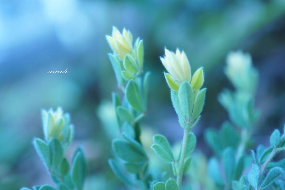ロータスブリムストーンの投稿画像 By Noahさん 植物のある暮らしとありがとう と癒しとno Green No Lifeとおうち園芸とミラーレス一眼と可愛いとガーデニングと花のある暮らしとgreen Up 21月2月2日 Greensnap グリーンスナップ ロータスブリムストーンの投稿画像 By Noahさん 植物のある暮らしとありがとう と癒しとno Green No Lifeとおうち園芸とミラーレス一眼と可愛いとガーデニングと花のある暮らしとgreen Up 21月2月2日 Greensnap グリーンスナップ