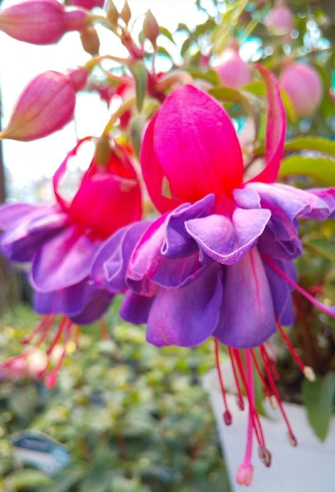 フクシアの投稿画像 By たまごさん 薄紫色の花と可愛い花と今日のお花と綺麗な花と彩りとガーデニングと花のある暮らしとカインズホーム 21月2月2日 Greensnap グリーンスナップ