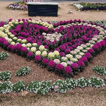 綺麗な花壇の画像 by ナナさん | お出かけ先とアリッサムとハボタンと花散歩と可愛いお花とお散歩道の花たちと綺麗なお花と大好きなお花と白いお花と綺麗な花壇と紫のお花