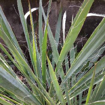 イトランの投稿画像一覧 Greensnap グリーンスナップ