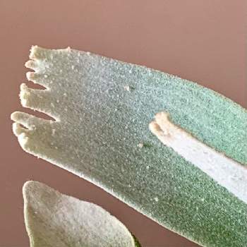 クリプトモスの投稿画像一覧 Greensnap グリーンスナップ