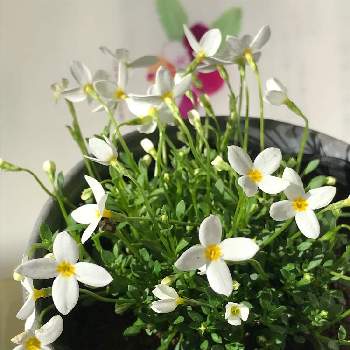 ヒナソウ鉢栽培の投稿画像一覧 Greensnap グリーンスナップ