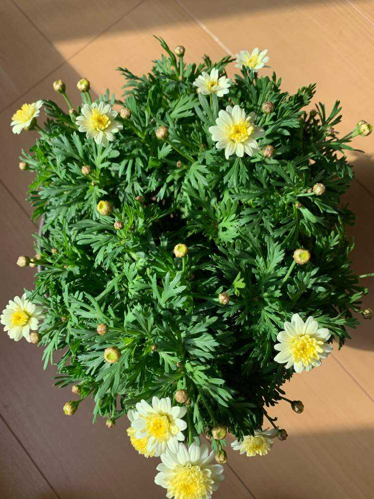 秋 ボンザマーガレット レモンイエロー Greensnap グリーンスナップ