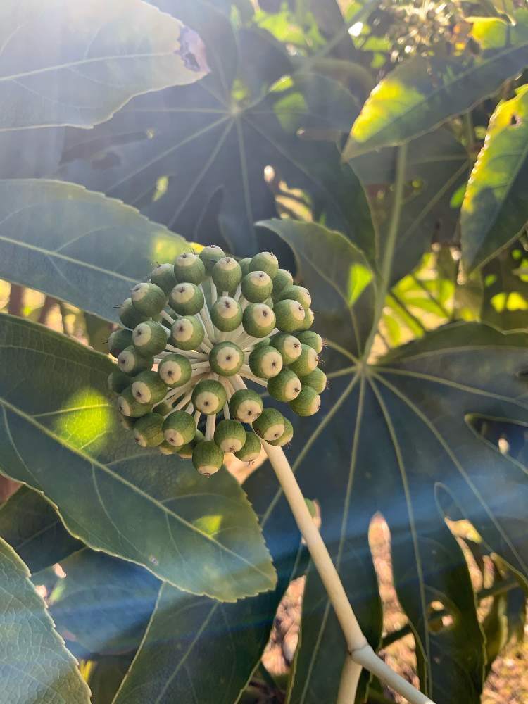 ヤツデの投稿画像 By ごまぴょんさん ヤツデの実 21月2月2日 Greensnap グリーンスナップ