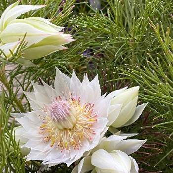 Higesann専用 セルリア ブラッシングブライト白 Www Vetrepro Fr Higesann専用 セルリア ブラッシングブライト白 Www Vetrepro Fr