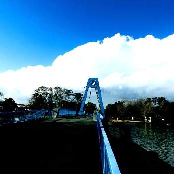 水元大橋をの画像 by m＆oさん | お出かけ先と水辺の風景と都立水元公園と雲撮りと雲仲間と散策の途中でと水元大橋を
