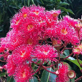 オーストラリア植物の投稿画像一覧 Greensnap グリーンスナップ