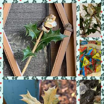 昔からあるものの投稿画像一覧 Greensnap グリーンスナップ