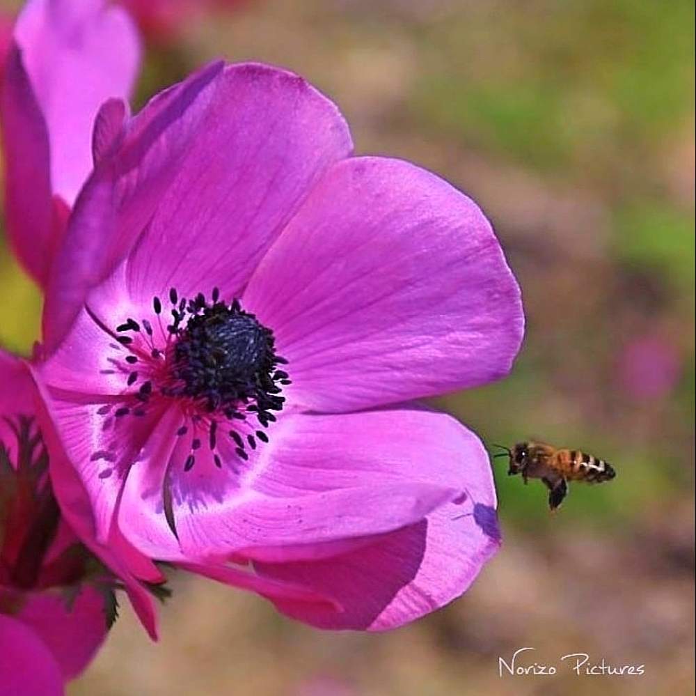 紫の花の投稿画像 By ナルトさん アネモネとcanonと和歌山 緑花センター 21月2月2日 Greensnap グリーンスナップ