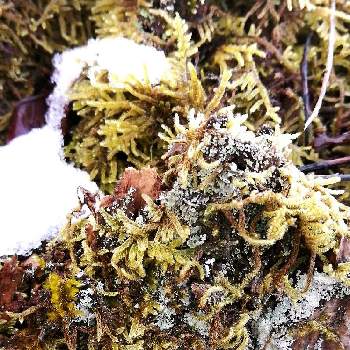 ふぐすま 福島 の方言の投稿画像一覧 Greensnap グリーンスナップ