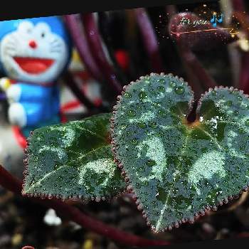 greensnap グリーンスナップ