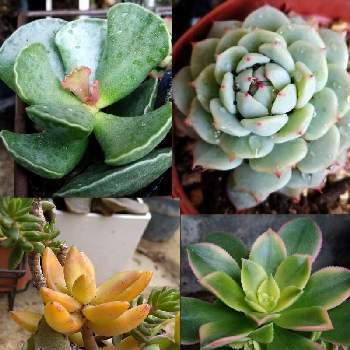 アエオニウム キウイの投稿画像一覧 Greensnap グリーンスナップ